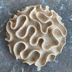 a close up of a mushroom on a table