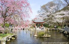 people are walking around in the park with cherry blossoms on trees and water running through it