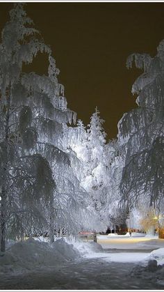 the trees are covered in snow at night