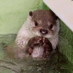 an otter in the water with its paws on his chest