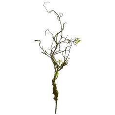 a branch with green leaves on it against a white background in the shape of a twig