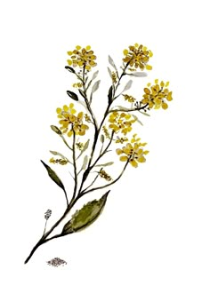 a drawing of some yellow flowers on a white background