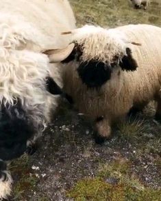 two sheep standing next to each other on a grass covered field and one is rubbing its head against the back of another sheep