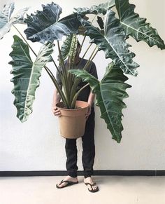 a man holding a potted plant in front of his face and wearing flip flops