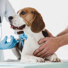 a dog being examined by a vet in blue gloves