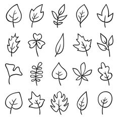 the different types of leaves drawn by hand