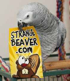 a parrot sitting on top of a wooden perch holding a sign that says strange beaver com