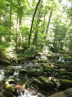 a stream running through a forest filled with lots of green trees and rocks covered in moss