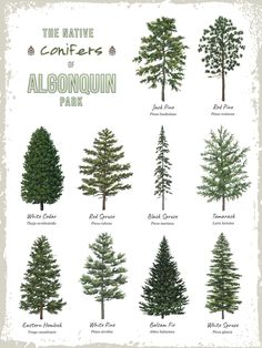 the native conifers of algonquinn park are featured in this poster