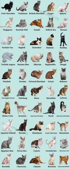 a poster with many different types of cats