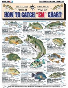 a poster with different types of fish on it's sides and the words how to catch