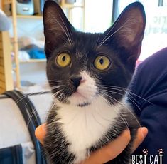 a black and white cat is being held in someone's hand with the caption best cat