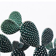 a group of green cactus plants with white dots on them