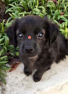 a small black dog sitting on top of a cement slab next to bushes and plants