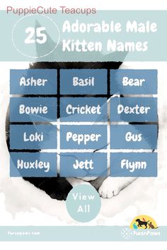 a poster with the words puppies cute teacups and kitten names on it