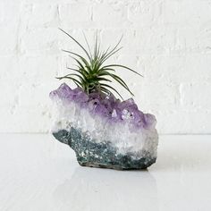 an air plant sitting on top of a rock with purple and white crystals in it