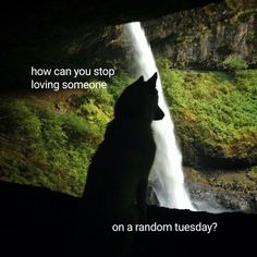 a wolf standing in front of a waterfall with the caption how can you stop loving someone on a random tuesday?