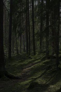 a dark forest filled with lots of trees and grass