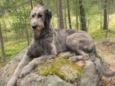 a gray dog laying on top of a rock in the middle of a wooded area