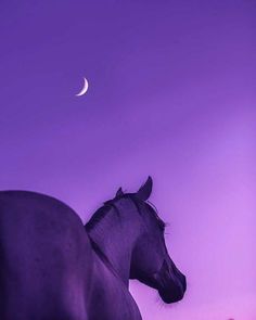 a black horse standing in front of a purple sky with a half moon behind it