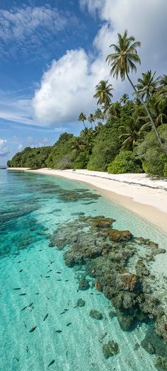 the water is crystal blue and clear with corals on it's sides, while palm trees stand in the background