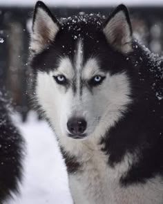 a close up of a husky dog with blue eyes and snow on its face,