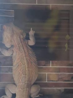 a large lizard sitting on top of a brick wall