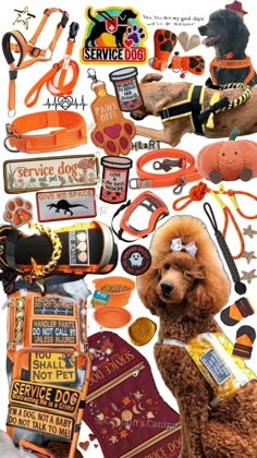 an orange poodle is standing in front of many different items