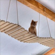 a cat sitting on top of a wooden hammock suspended from the ceiling above