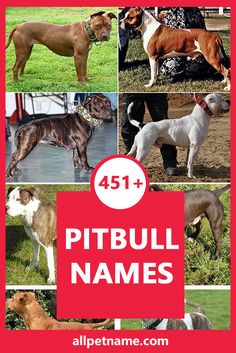 pitbull names are the most popular dog breeds