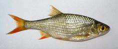 a close up of a fish on a white surface