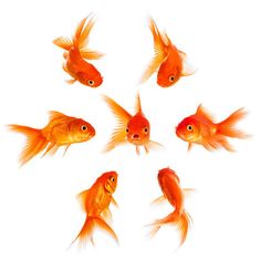 five goldfish in a circle with the words surround yourself with your crowd written below