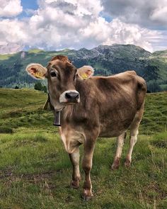 a brown cow standing on top of a lush green field under a cloudy blue sky