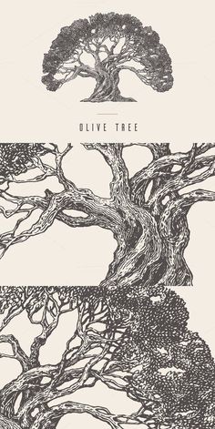 an old tree is shown with the words olive tree in it's middle corner