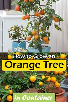 an orange tree in containers with the title how to grow an orange tree in containers