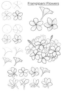 some flowers that are drawn in pencil and ink with the words frangani flowers