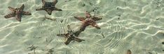 five starfish swimming in shallow water near the shore