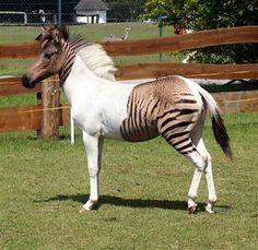 a zebra standing on top of a lush green field next to a wooden pole fence