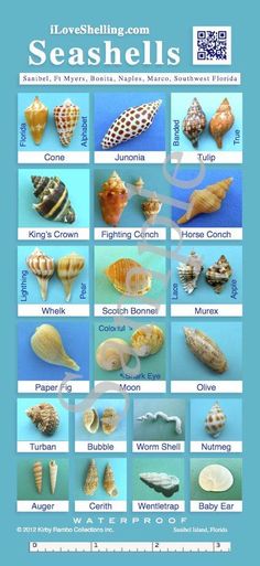 an image of seashells in the ocean with their names and pictures on it