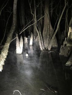 the water is dark and there are some trees in the woods with lights on them