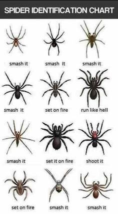 spider identification chart with different types and colors