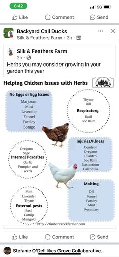 an image of chickens and hens in the farm info sheet for backyard call ducks