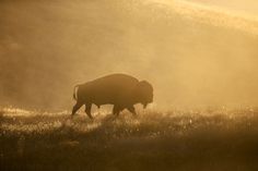 a bison is walking through the grass at sunset