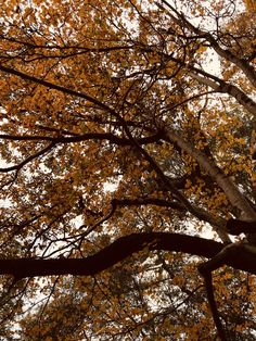 looking up at the canopy of a tree with yellow and orange leaves on it's branches