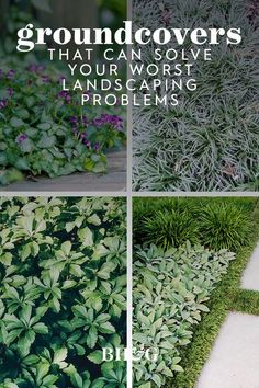 four different types of plants with the words groundcovers that can solve your worst landscaping problems