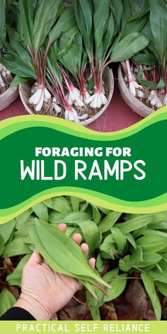 a person holding up some plants with the title foraging for wild ramps practical self reliance