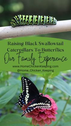 a butterfly sitting on top of a pink flower next to a green sign that says raising black swallow caterpillars to butterflies our family experience