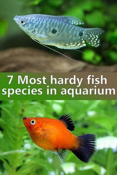 two different types of fish in an aquarium with text overlay that reads 7 most handy fish species in aquarium