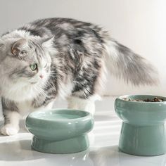 a gray and white cat standing next to two bowls