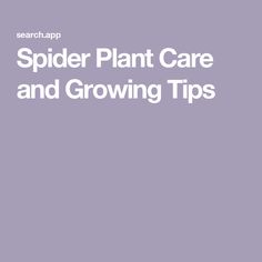 the words spider plant care and growing tips in white on a purple background with an image of